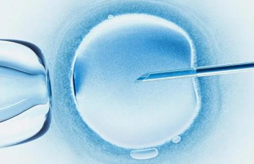 冻襄胚和冻胚胎移植哪个成功高？冻胚和囊胚哪个更容易移植成功？